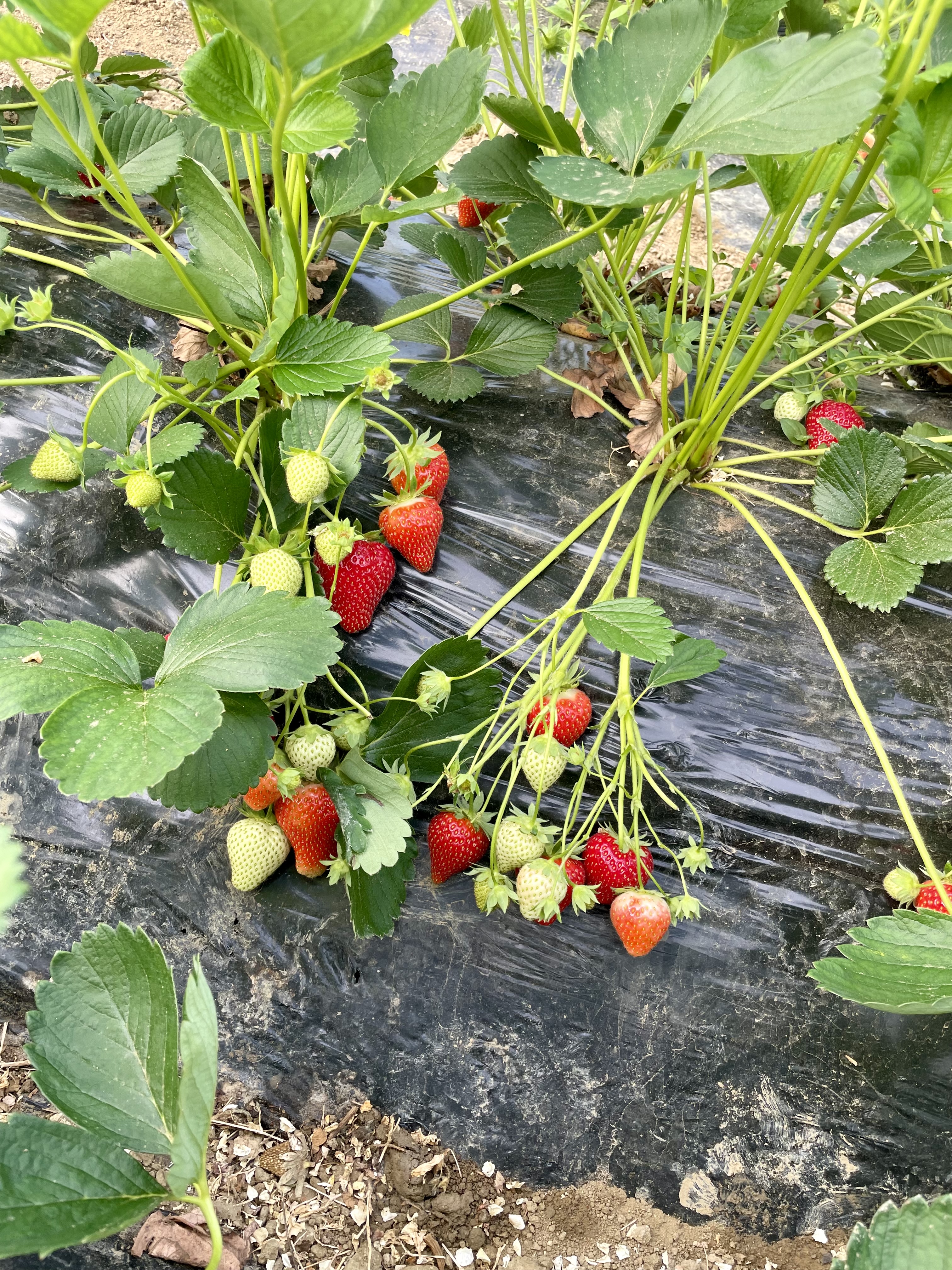 Photo de Les Jardins de Saint Sernin