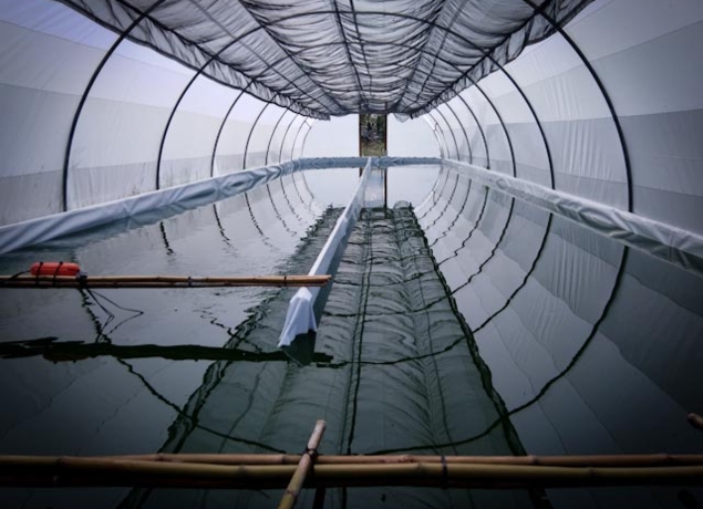 Photo de La Cabane à Spiruline