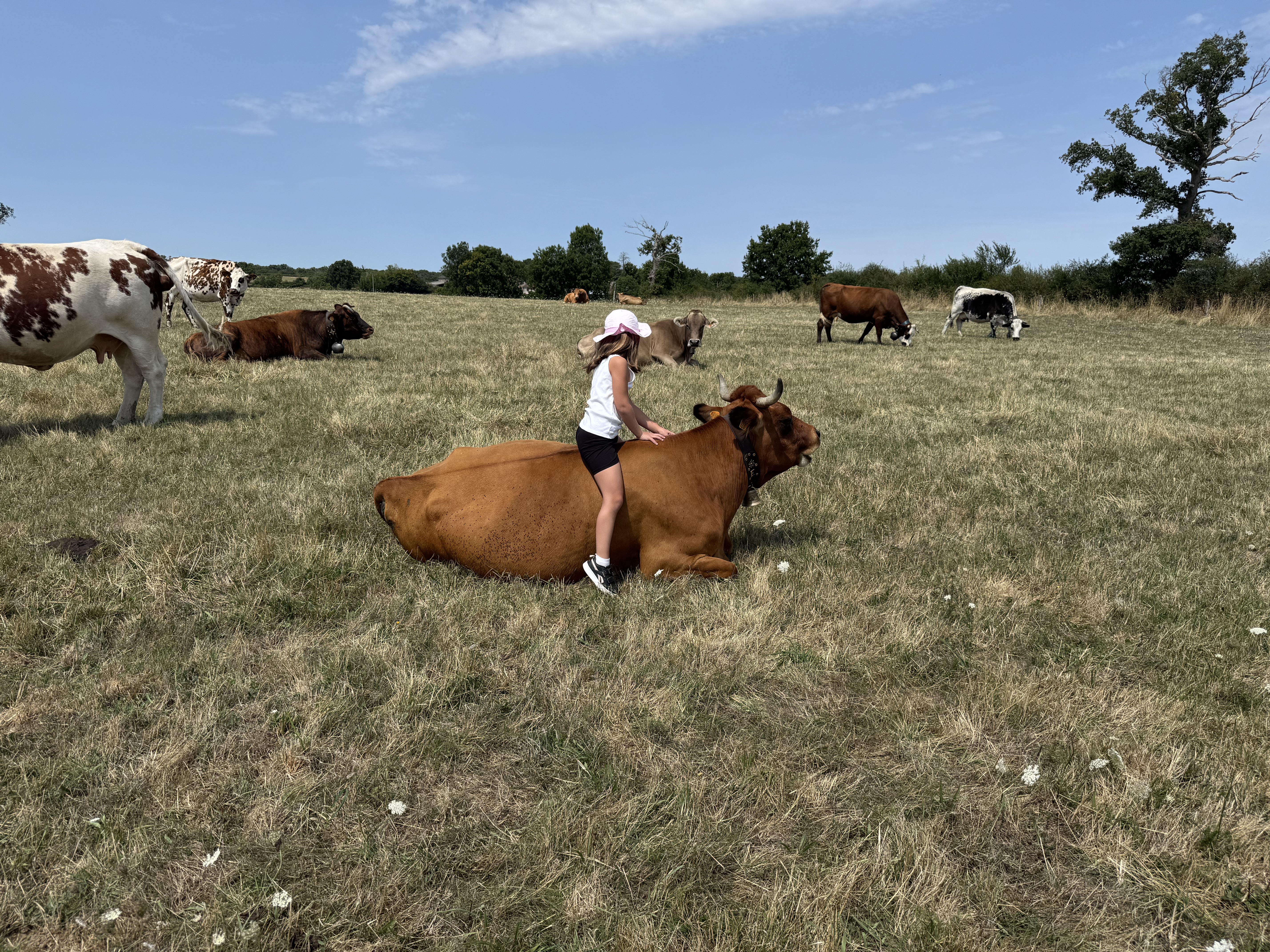 Photo de La vallée des vaches 