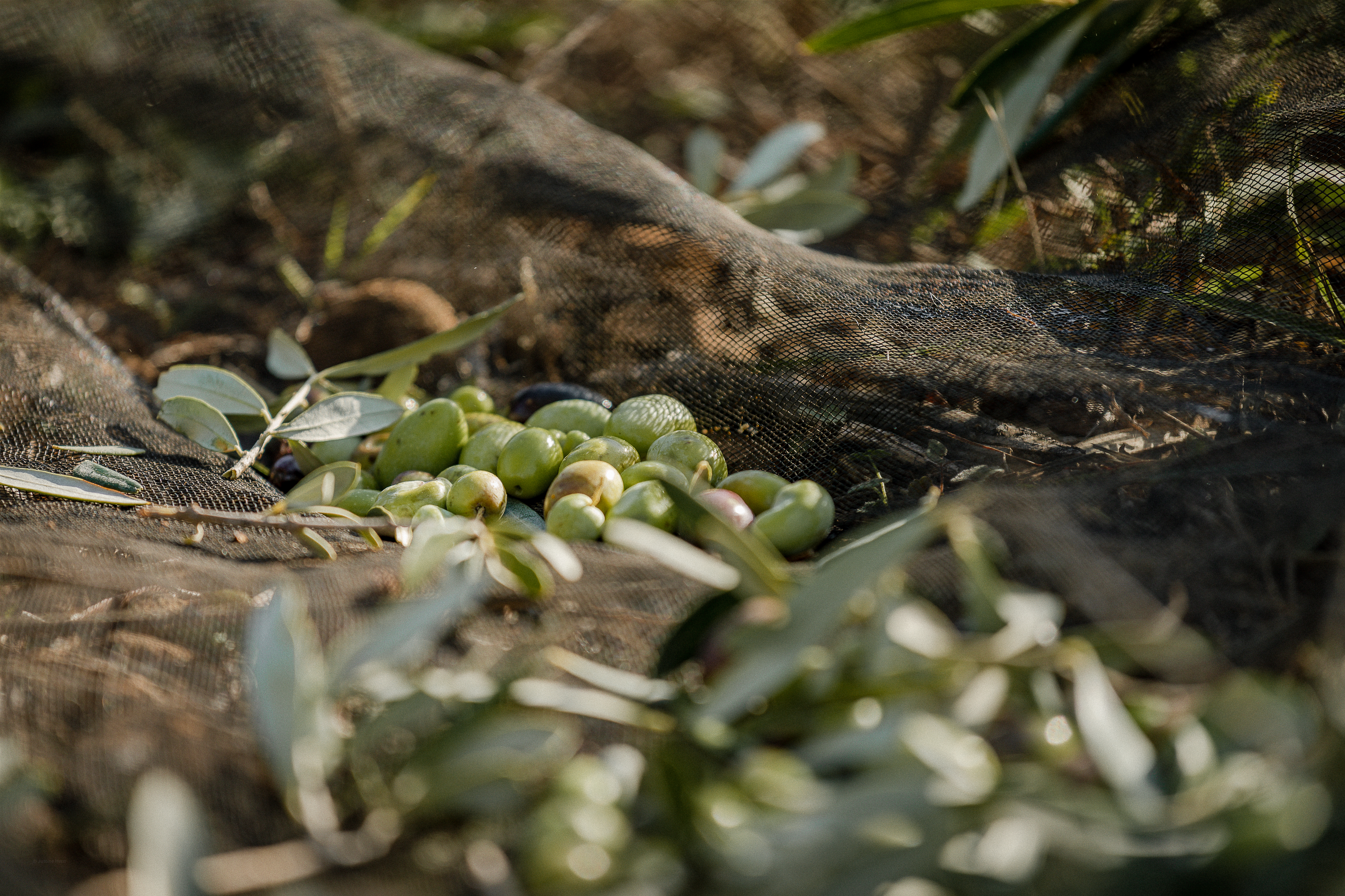Photo de Domaine Jòlibois