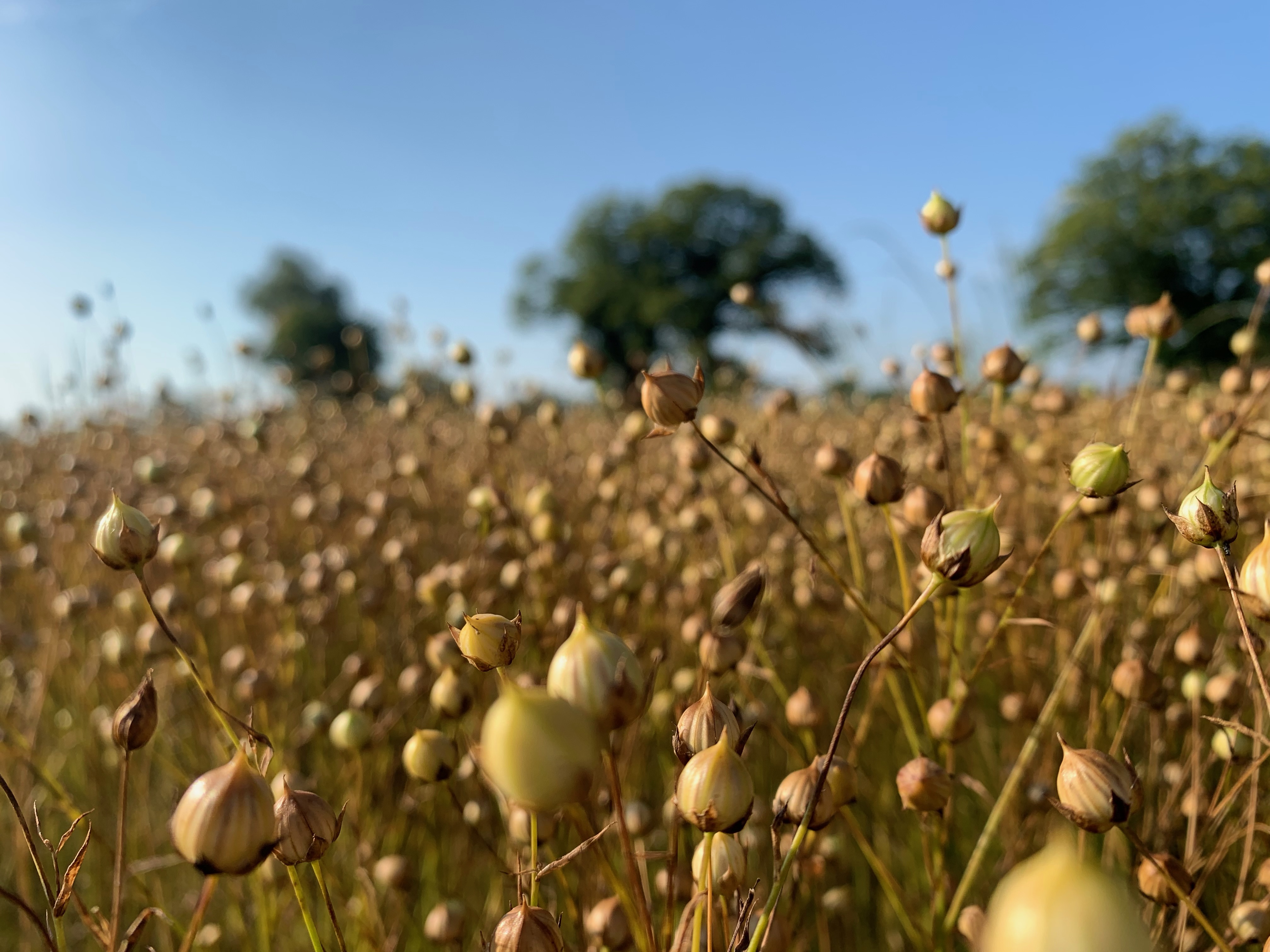 Photo de visite Lin des Pyrénées