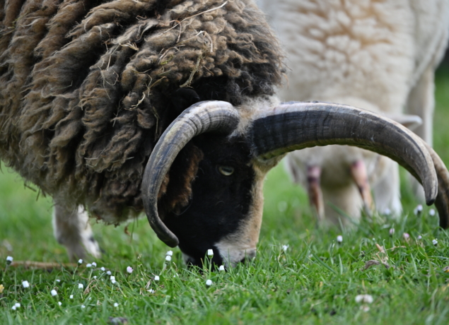 Photo de La P'tite ferme de Carole