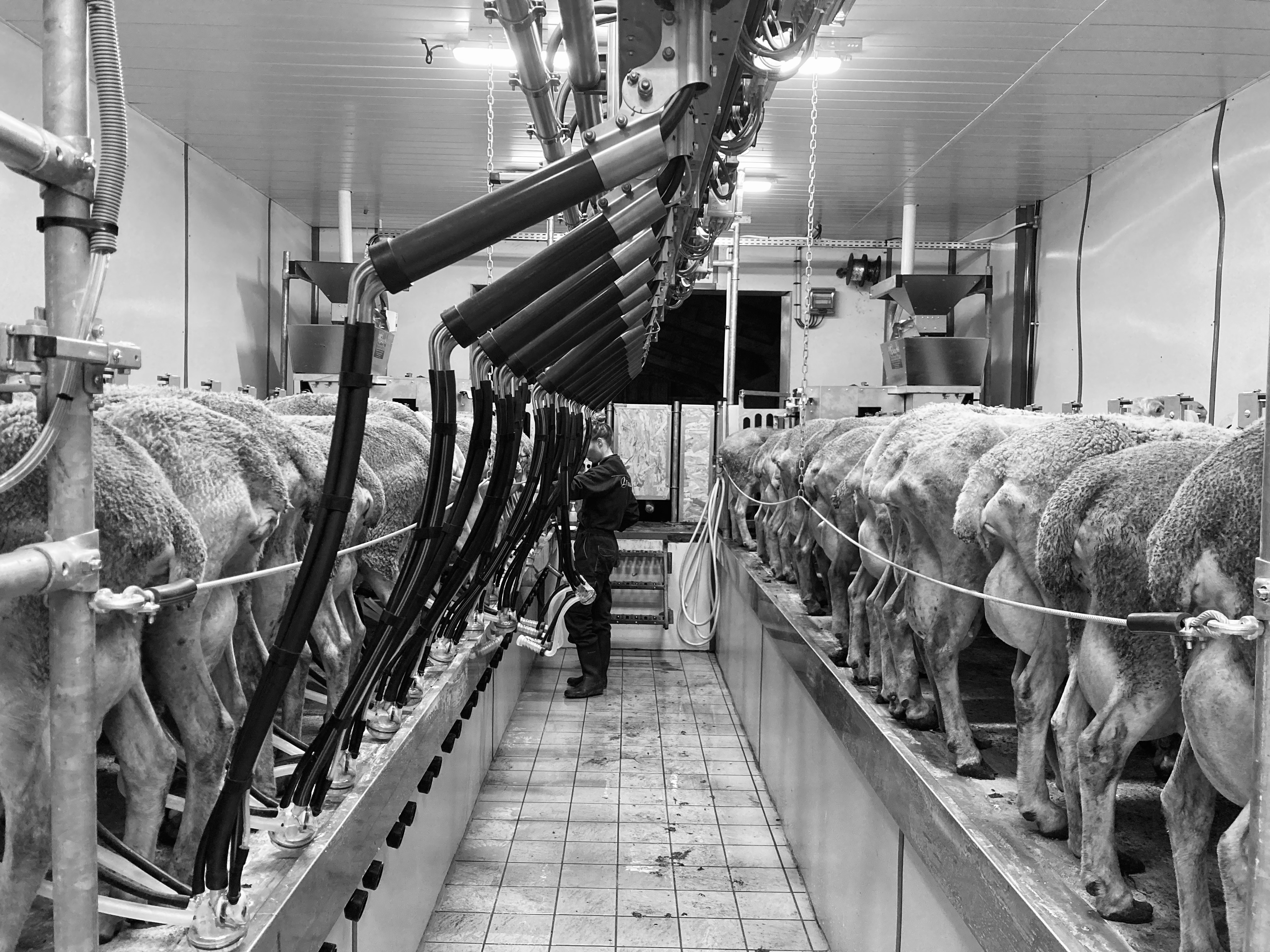 Photo de Ferme Salthun - Argui’Bêl