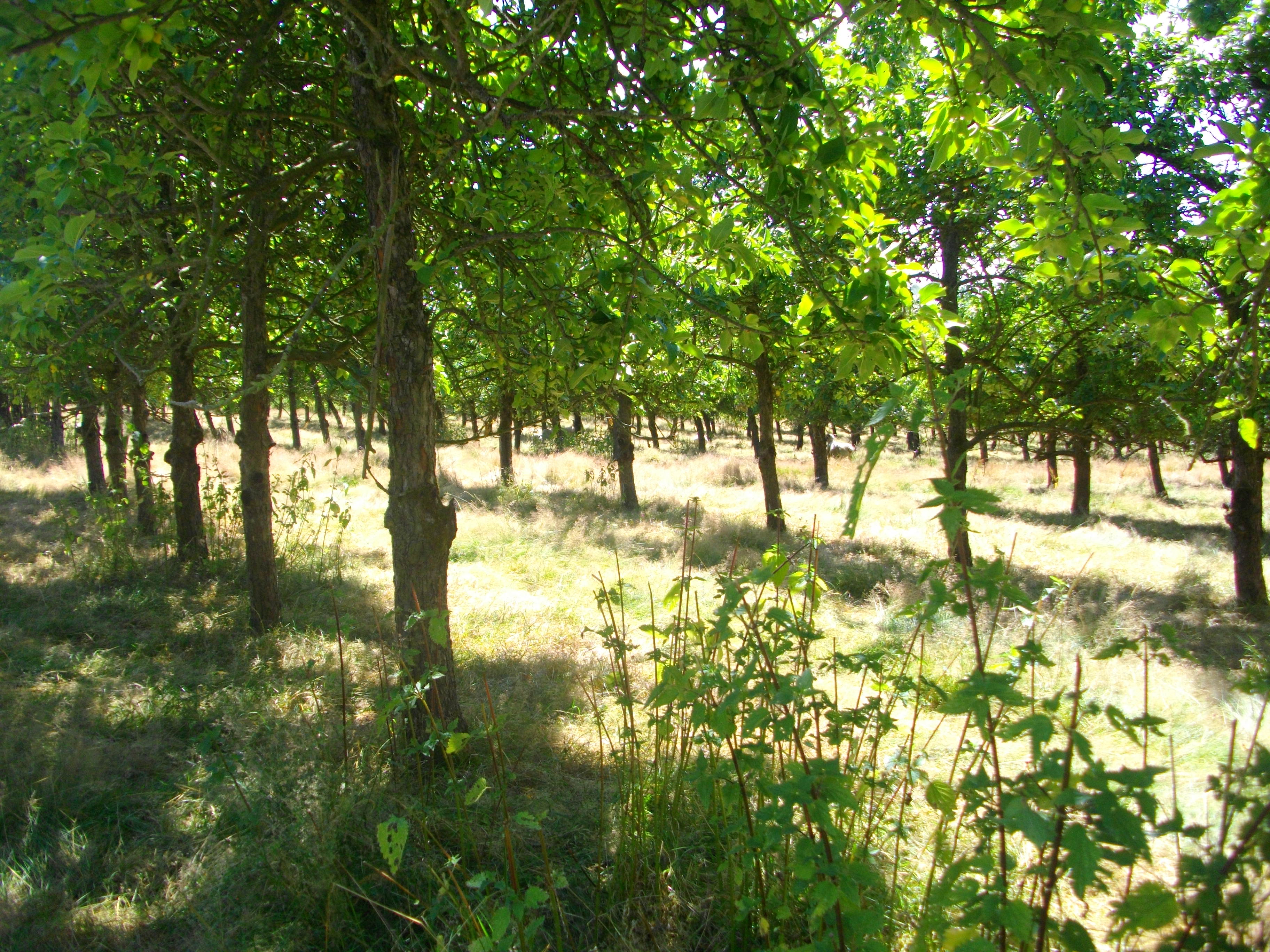Photo de Visite guidée de nos vergers 