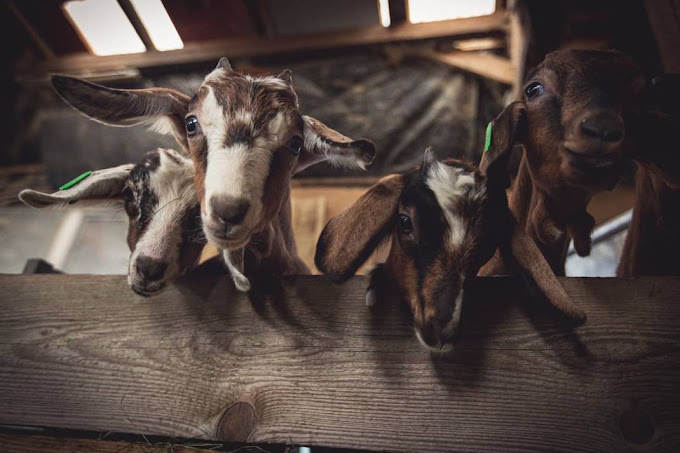 Photo de Ferme aux Pampilles