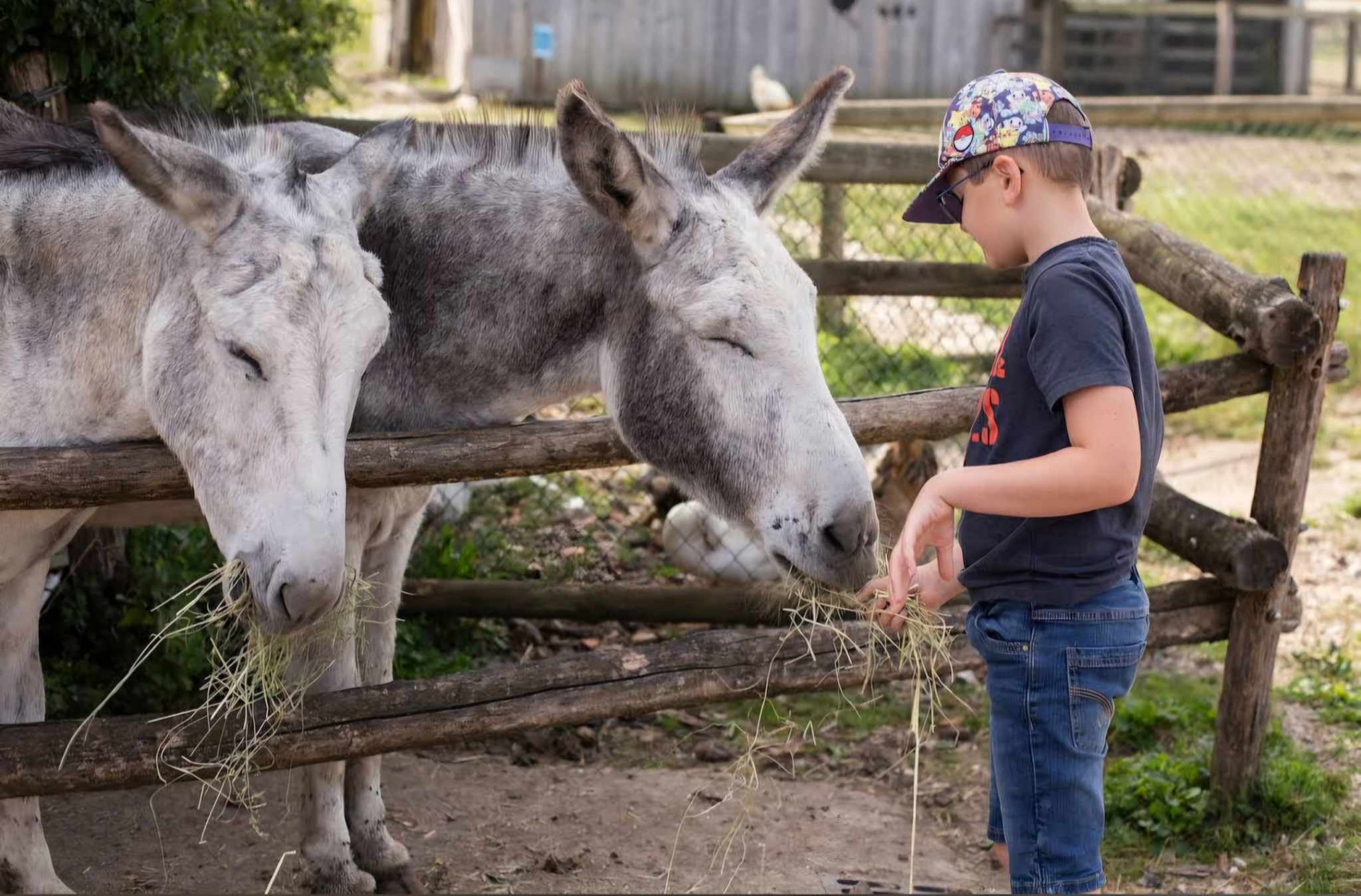 Photo de matiné à la ferme
