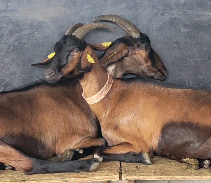 Photo de Chèvrerie de la Poterie