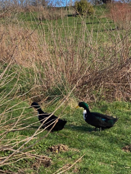 Photo de Salon à la ferme du 21 février au 1er mars