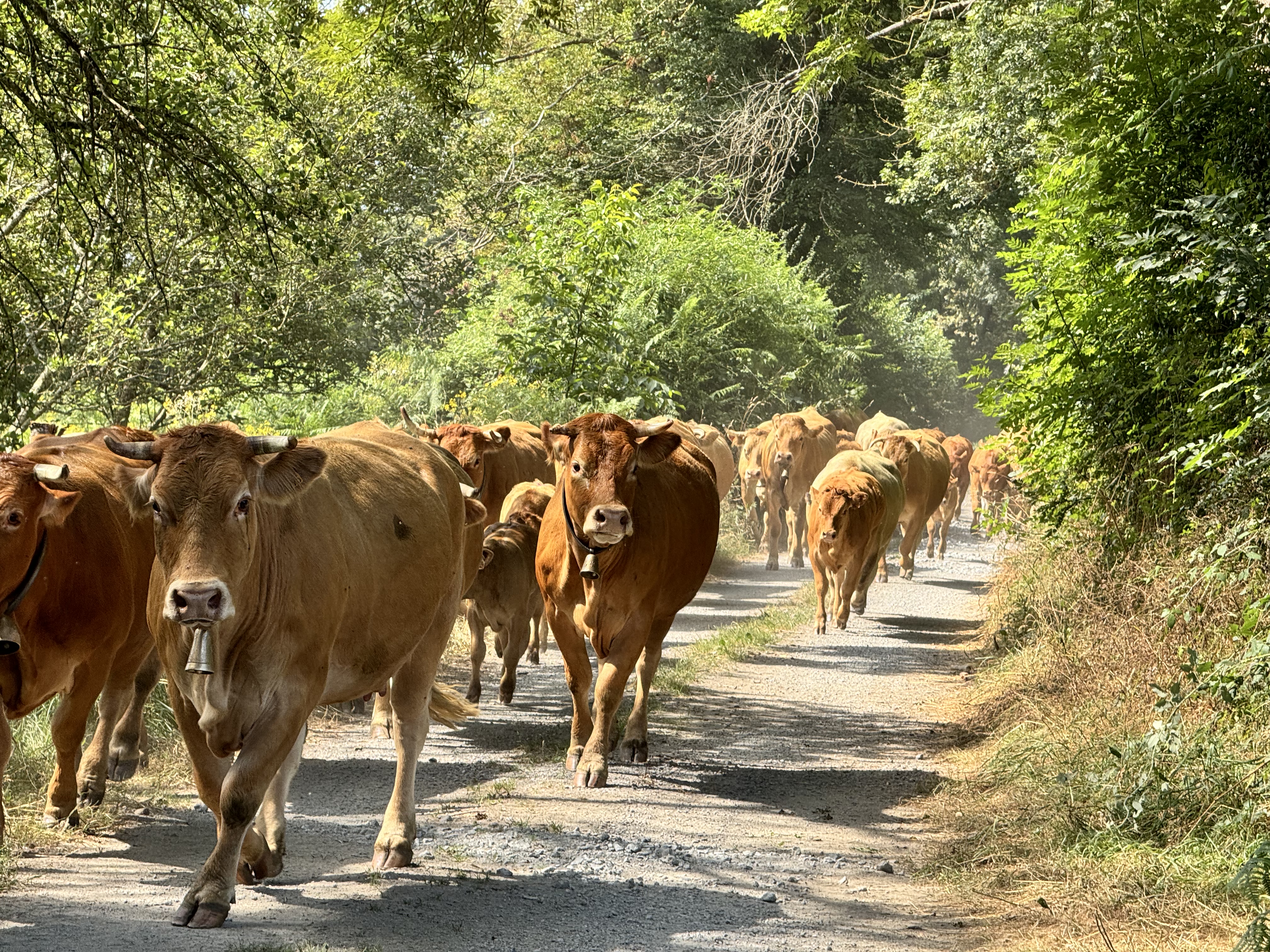 Photo de La vallée des vaches 