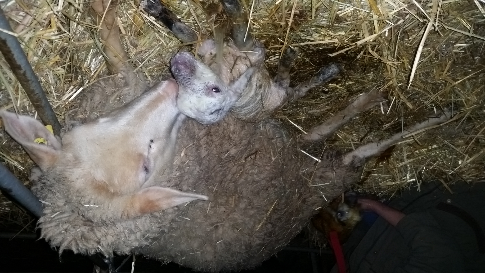 Photo de La Ferme de Flo'