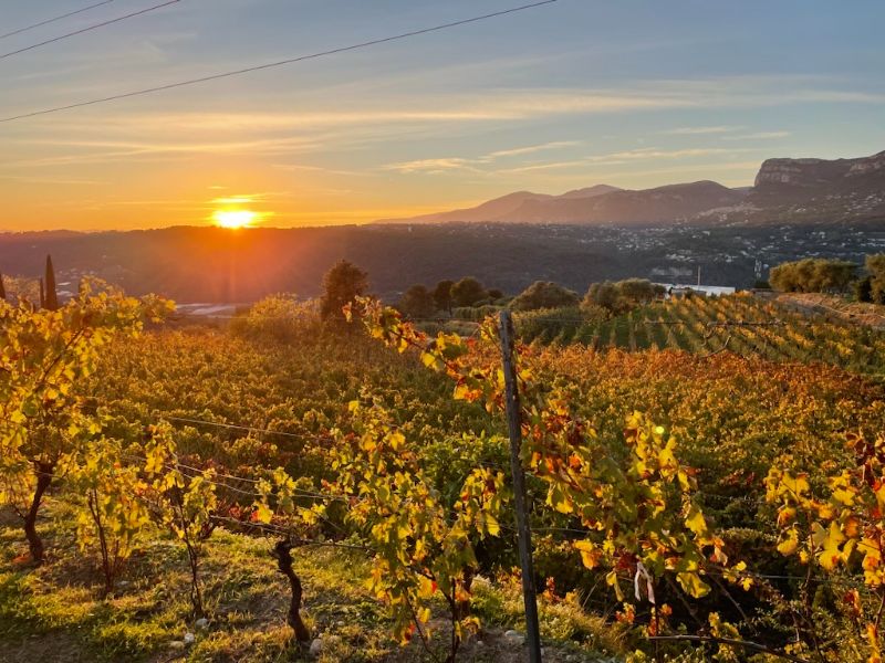 Photo de Visite et dégustation de trois vins 