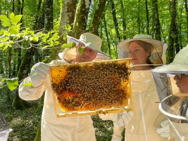 Photo de Découverte de l'apiculture 