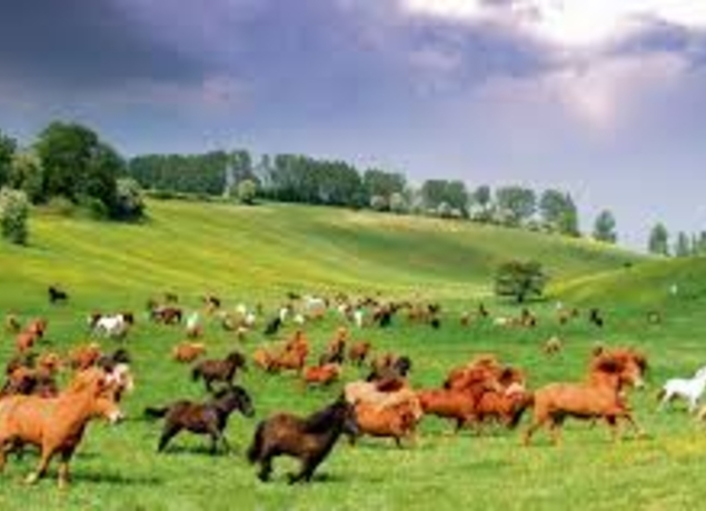 Photo de Poney-Club de Bois Guilbert