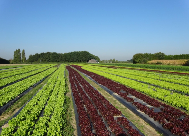 Photo de LE RHEU MARAICHERS