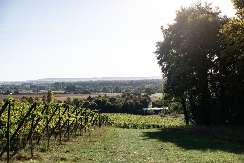 Photo de Visite guidée du domaine et dégustation