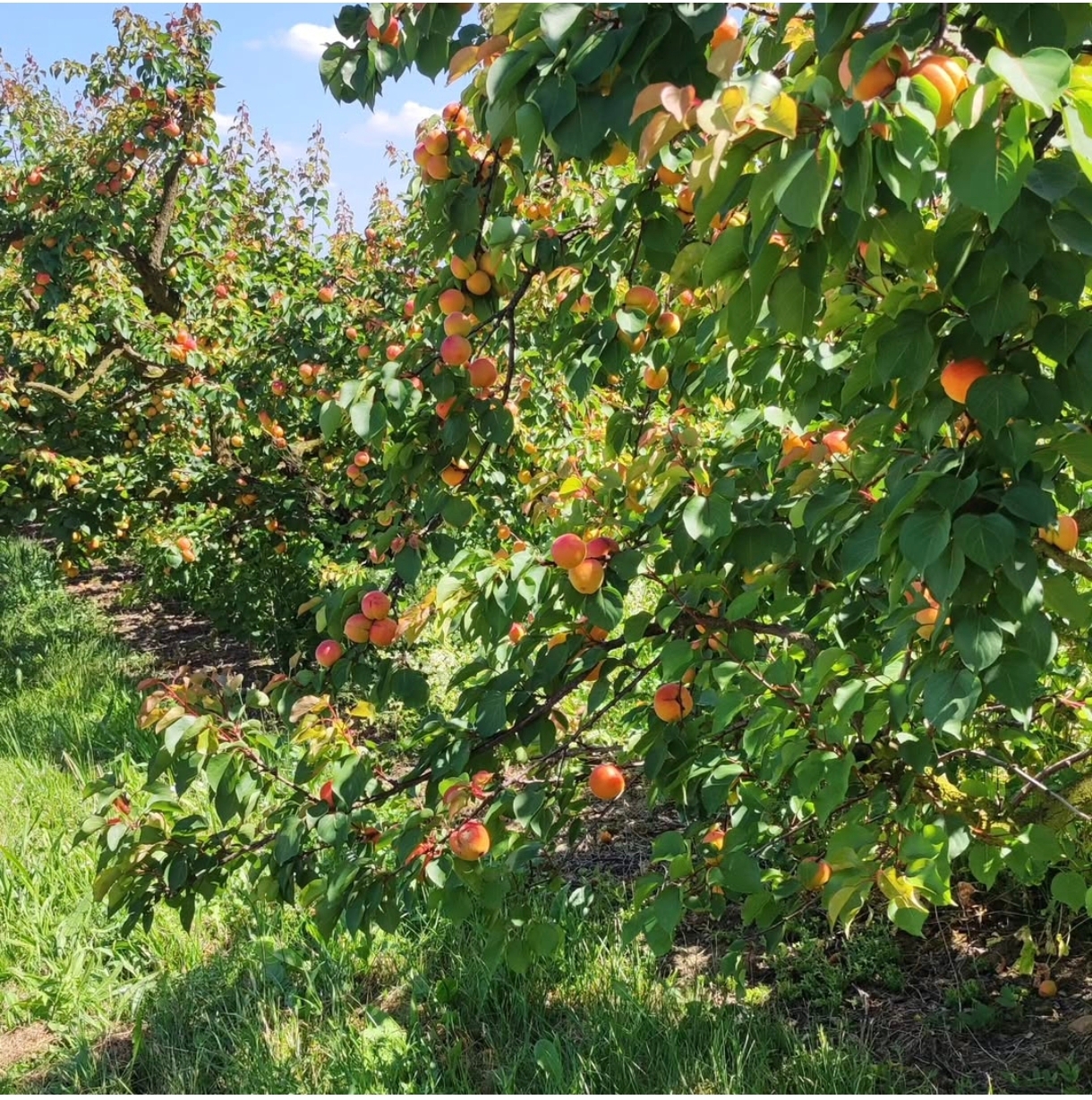 Photo de La paillote 