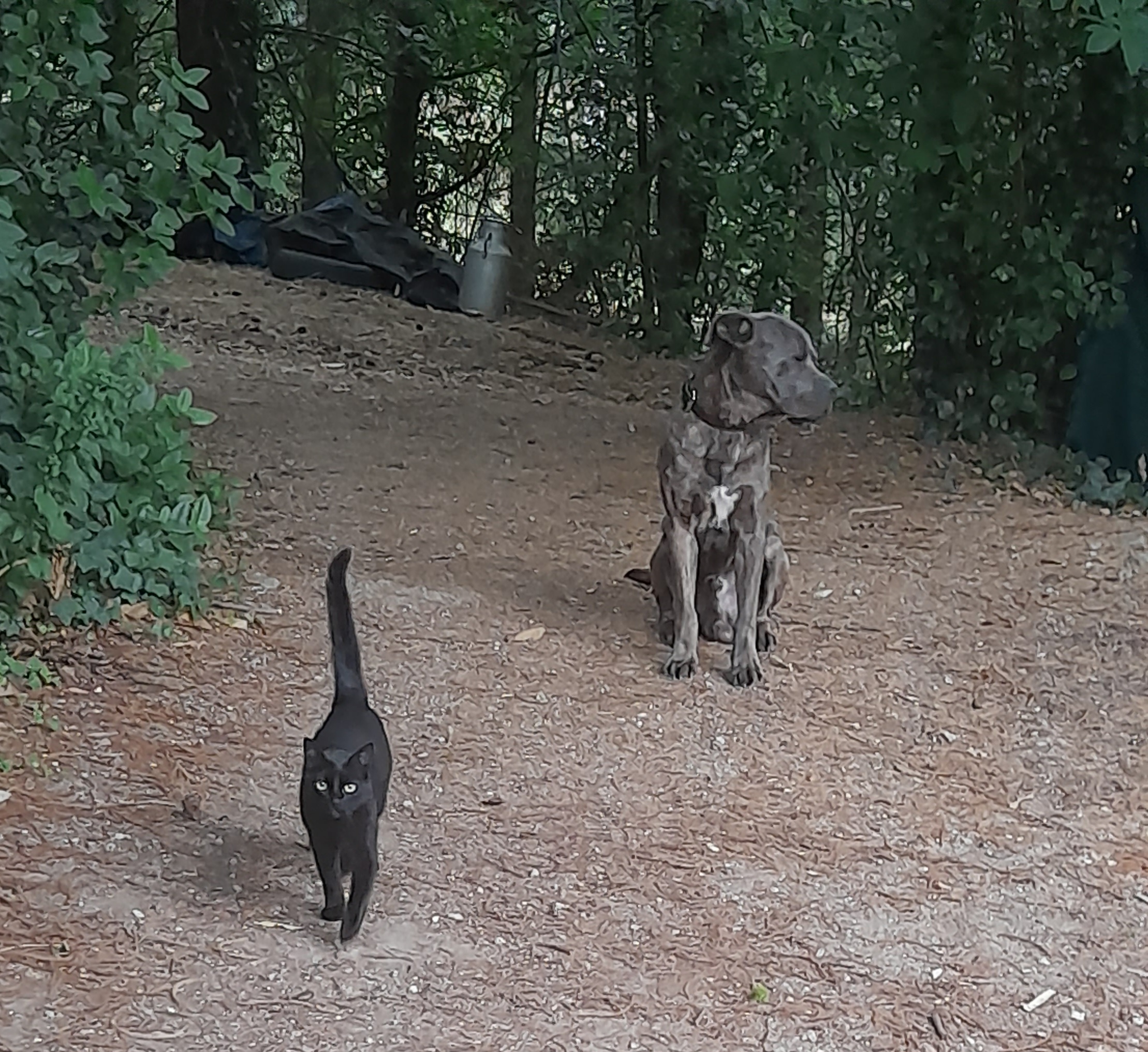 Photo de Les poneys du val d'émeraude