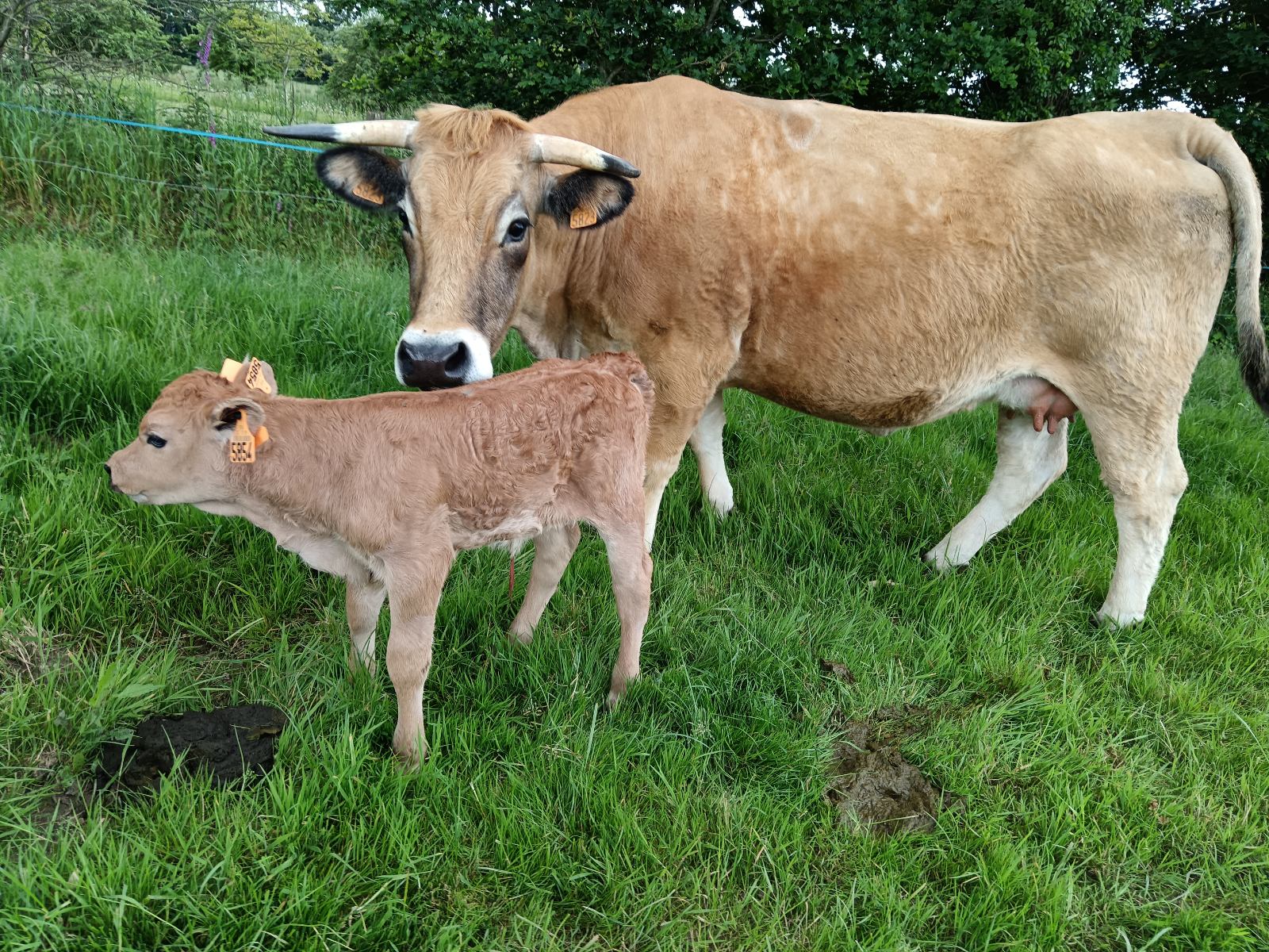 Photo de Gaec des Pampilles 