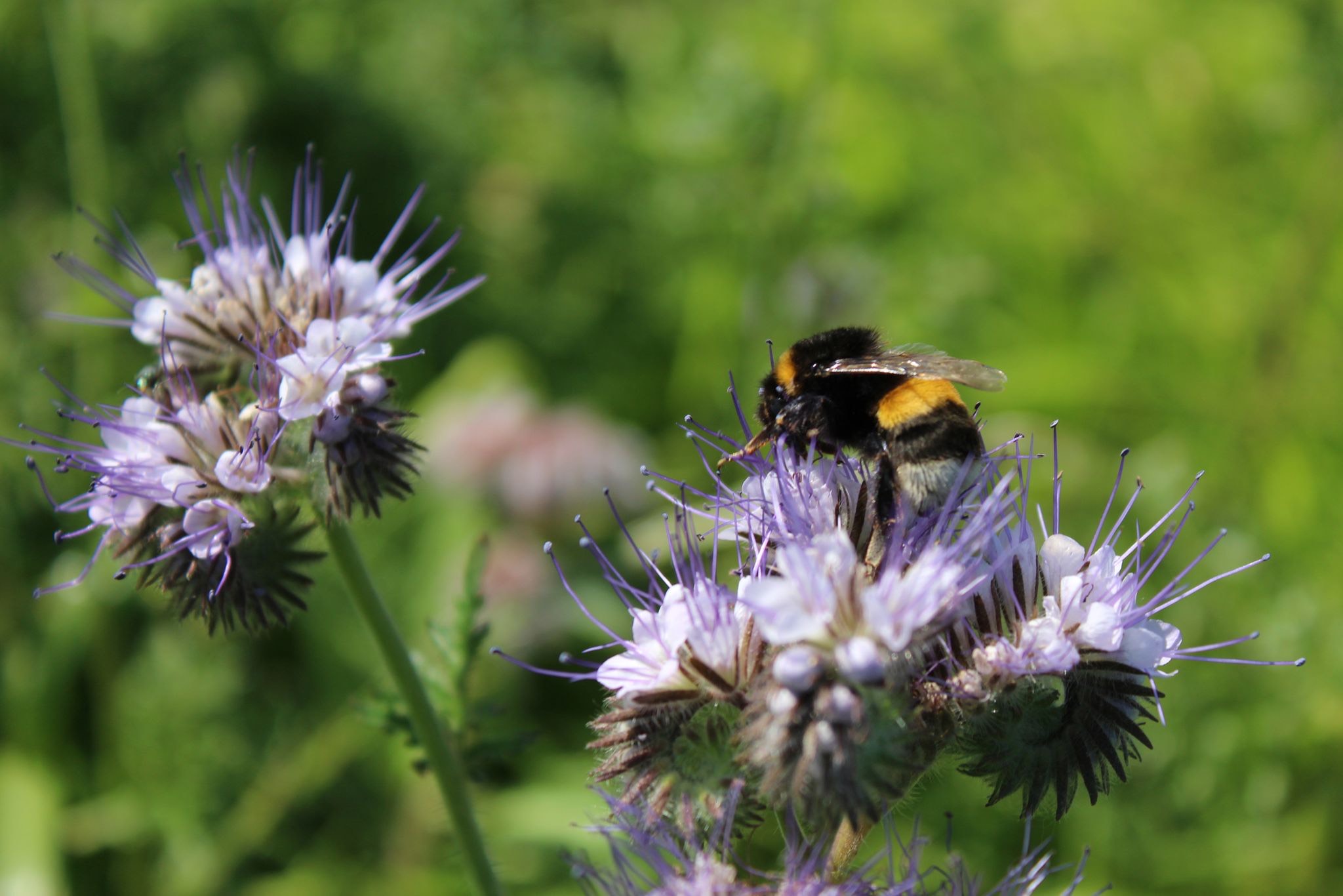 Photo de Formation en agriculture régénératrice 