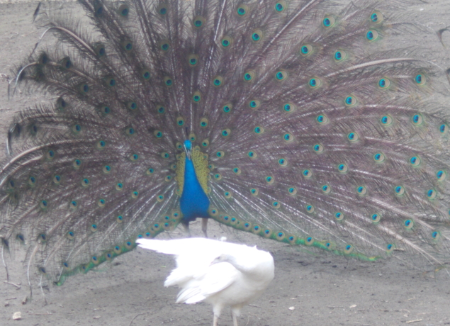 Photo de La Pêcherie d'Aurit