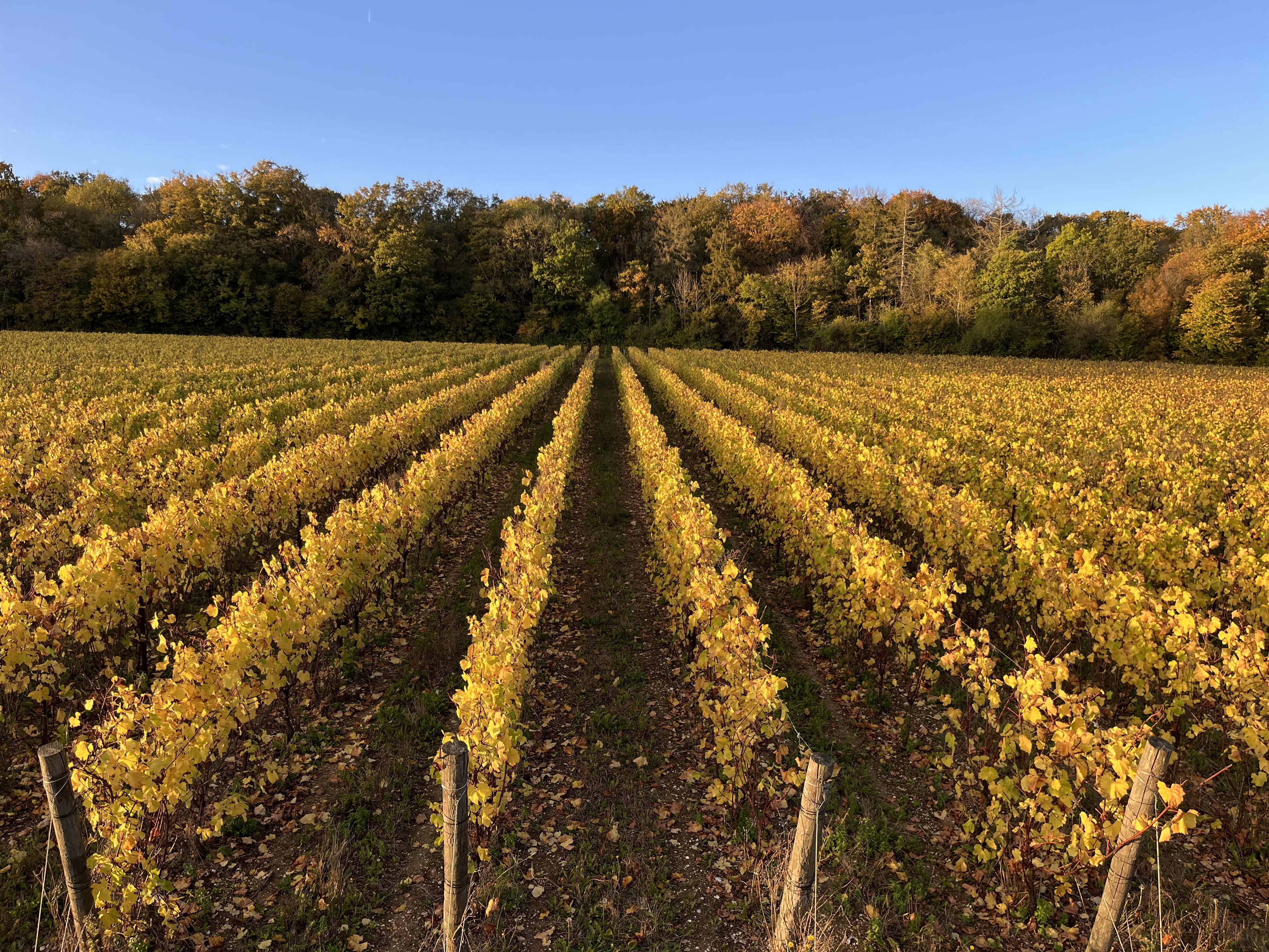 Vignoble des Vœux 