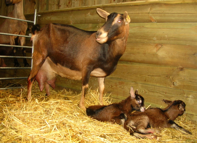 Photo de FERME DU BREGALON