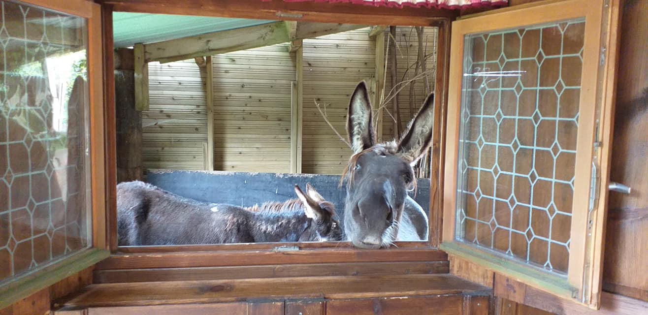 Photo de CITEE MEDIEVALE AVEC HEBERGEMENTS INSOLITES CHATEAU EN BOIS, MAISON DE SORCIERE ET CABANE DES ELFES