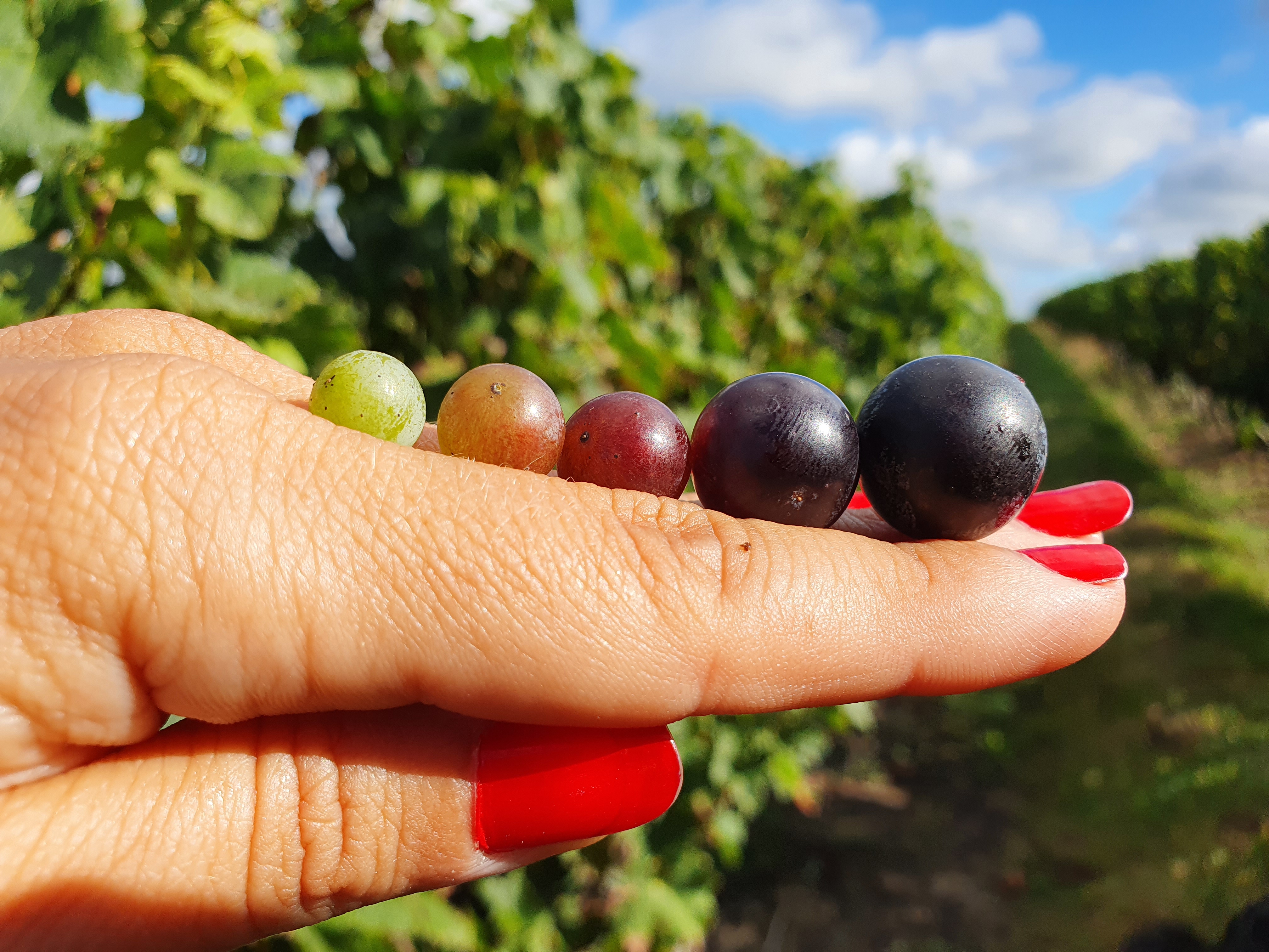 Photo de Apprenti Oenologue 