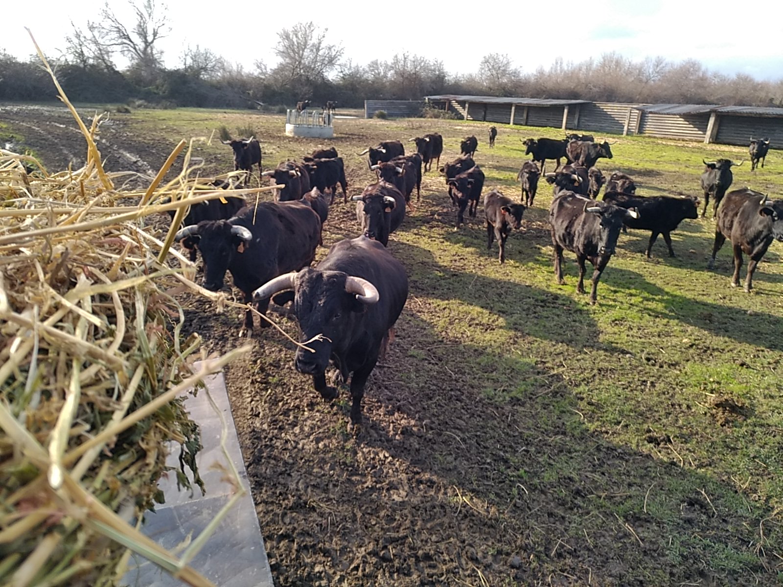Photo de Visite de l'élevage de Taureau au Délices du Scamandre