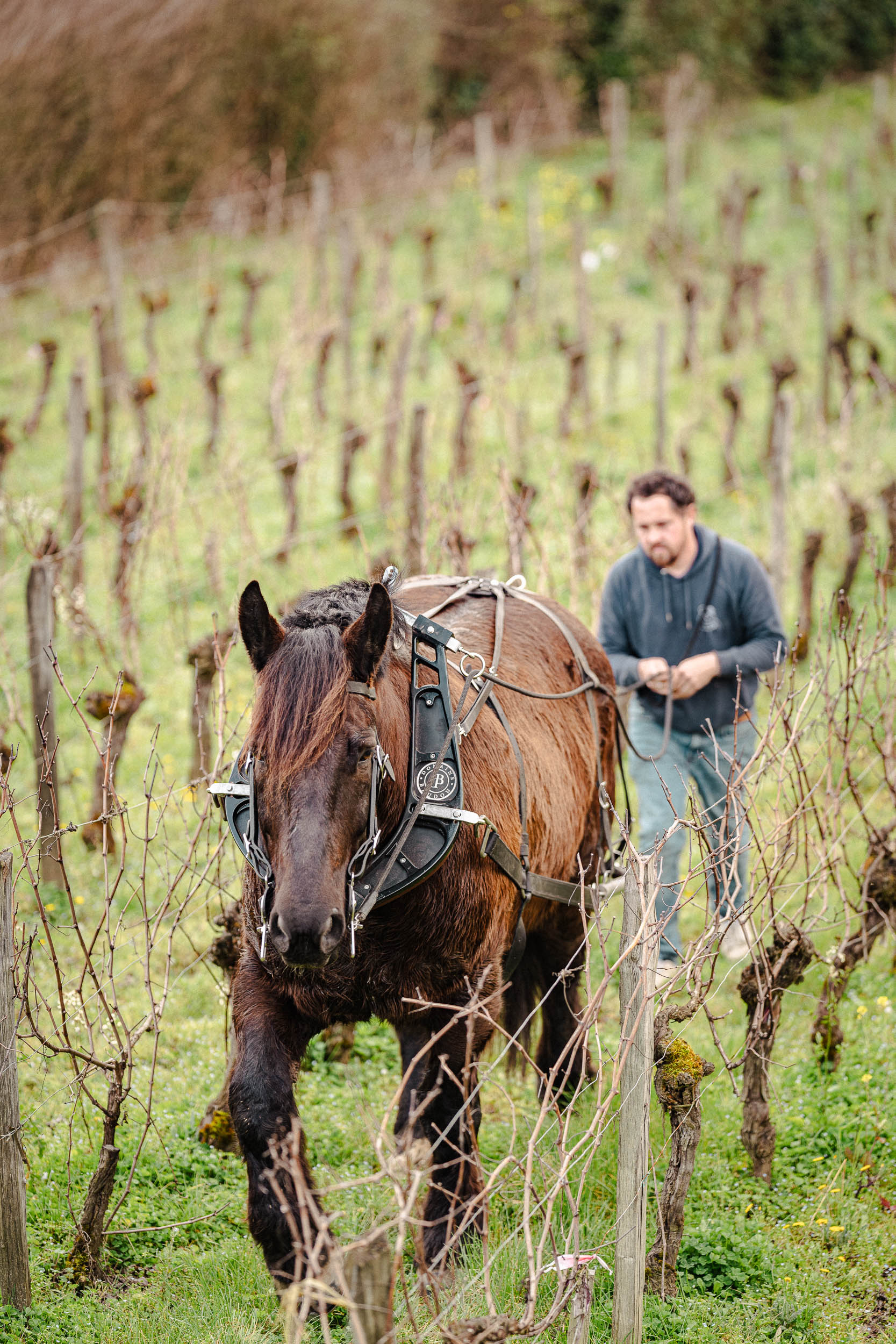 Photo de Domaine Baudon
