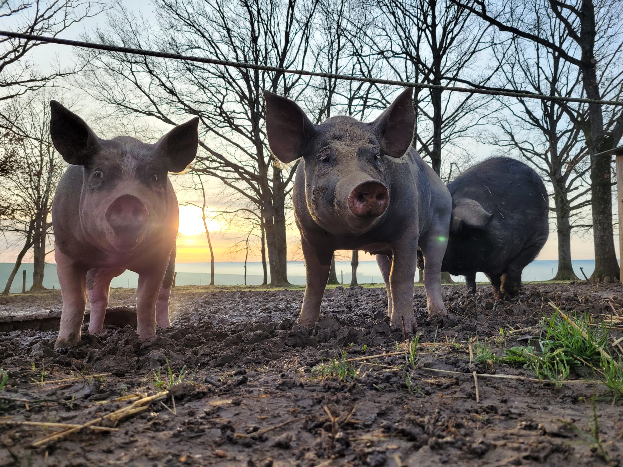 Photo de Chèvrerie des Dames Douces