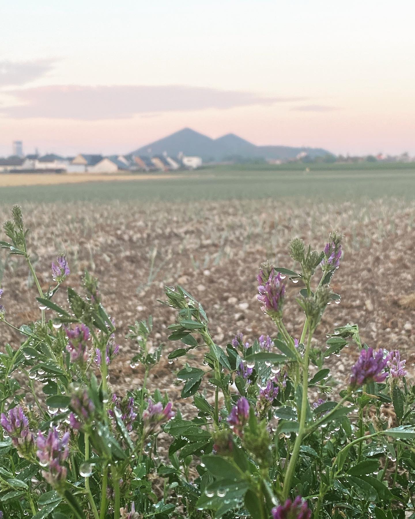 Photo de Ferme Bailliet Loos en Gohelle