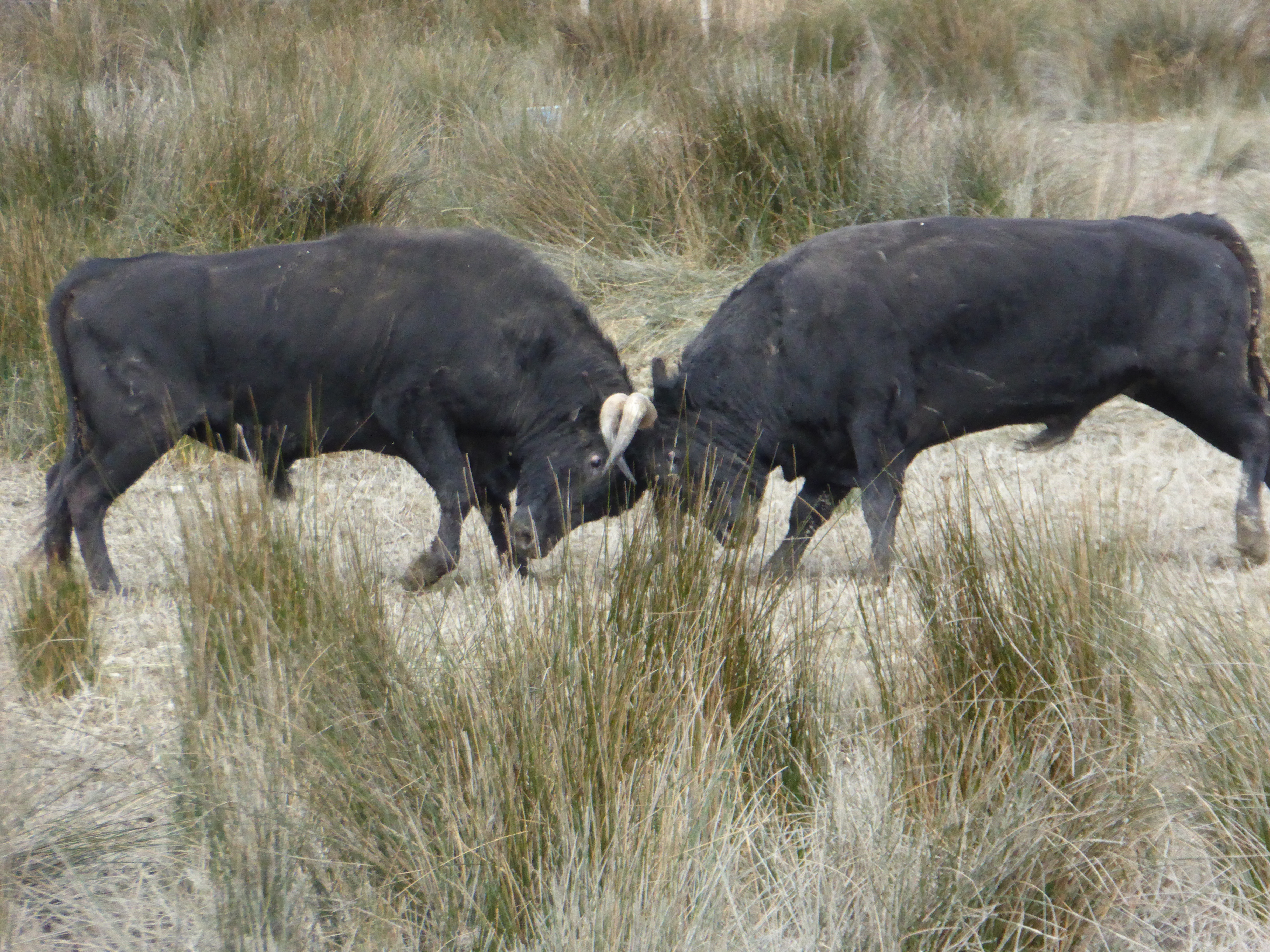 Photo de Visite de l'élevage de Taureau au Délices du Scamandre