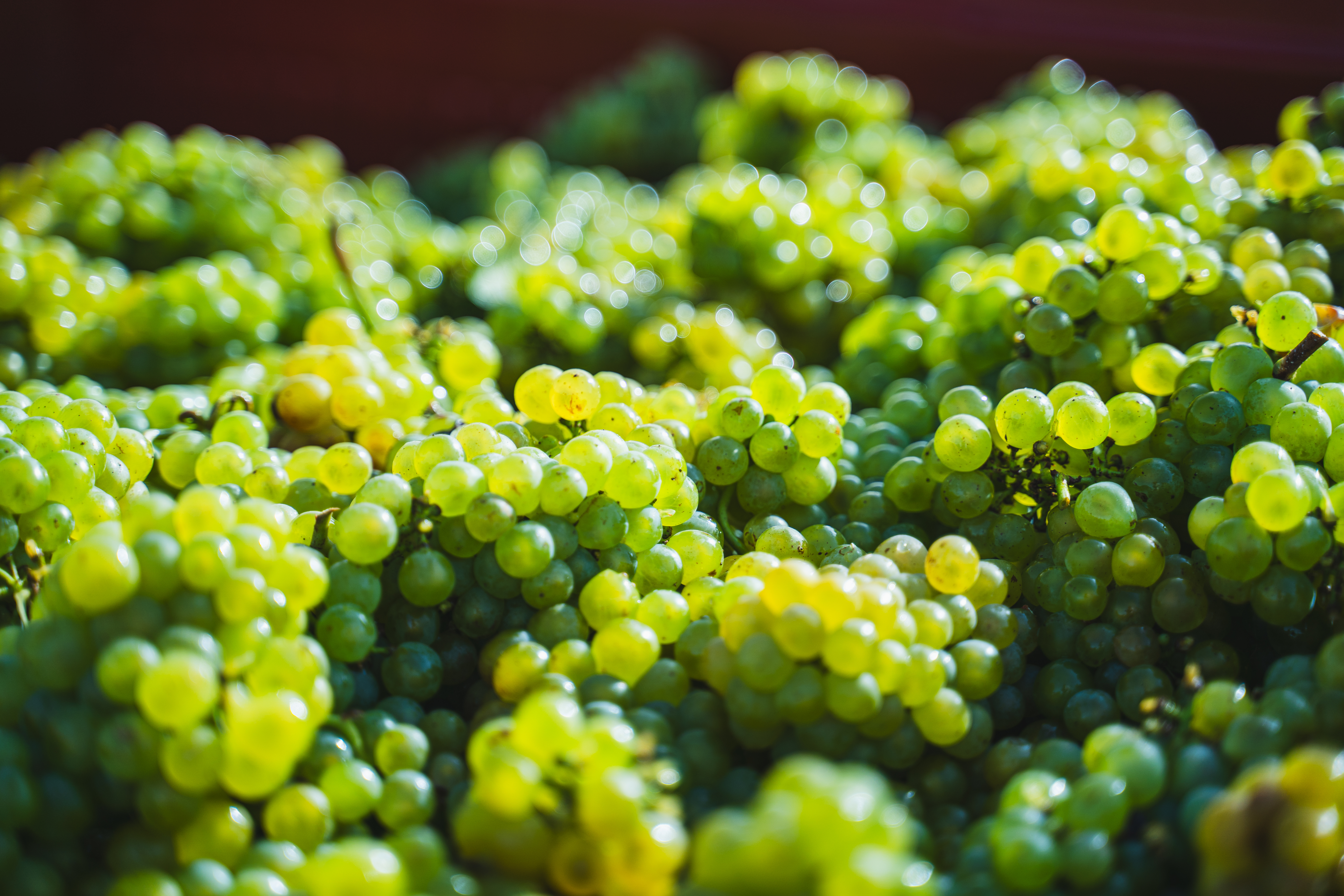 Photo de Vivre les vendanges au vignoble