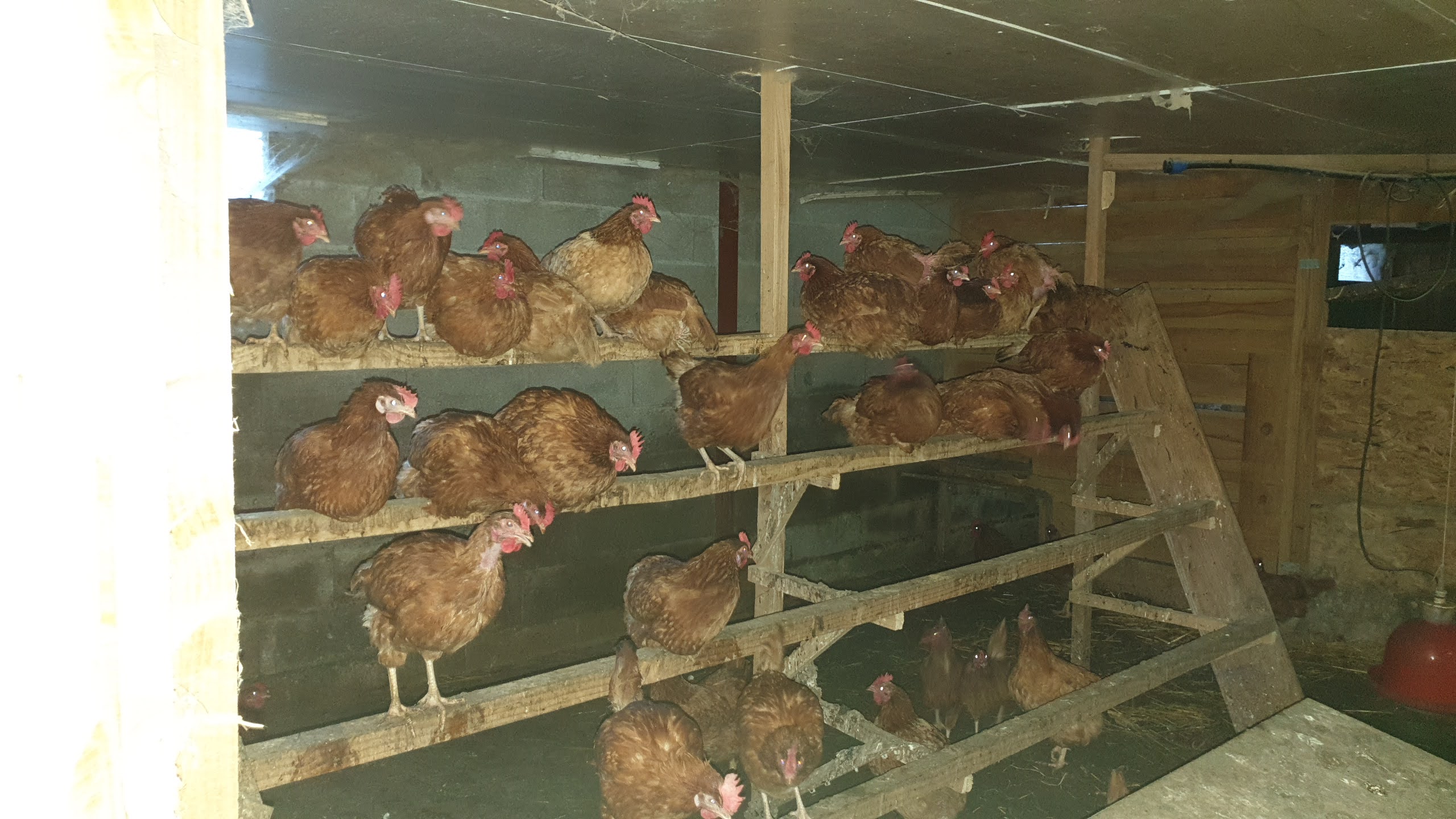 Photo de La Ferme de Murols