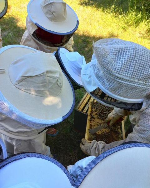 Photo de Découverte de l'apiculture 