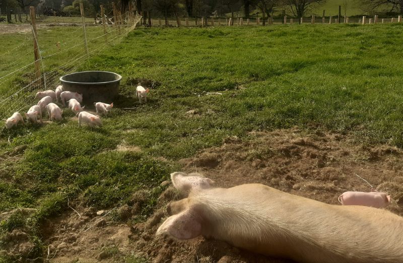 Photo de Immersion à la ferme 