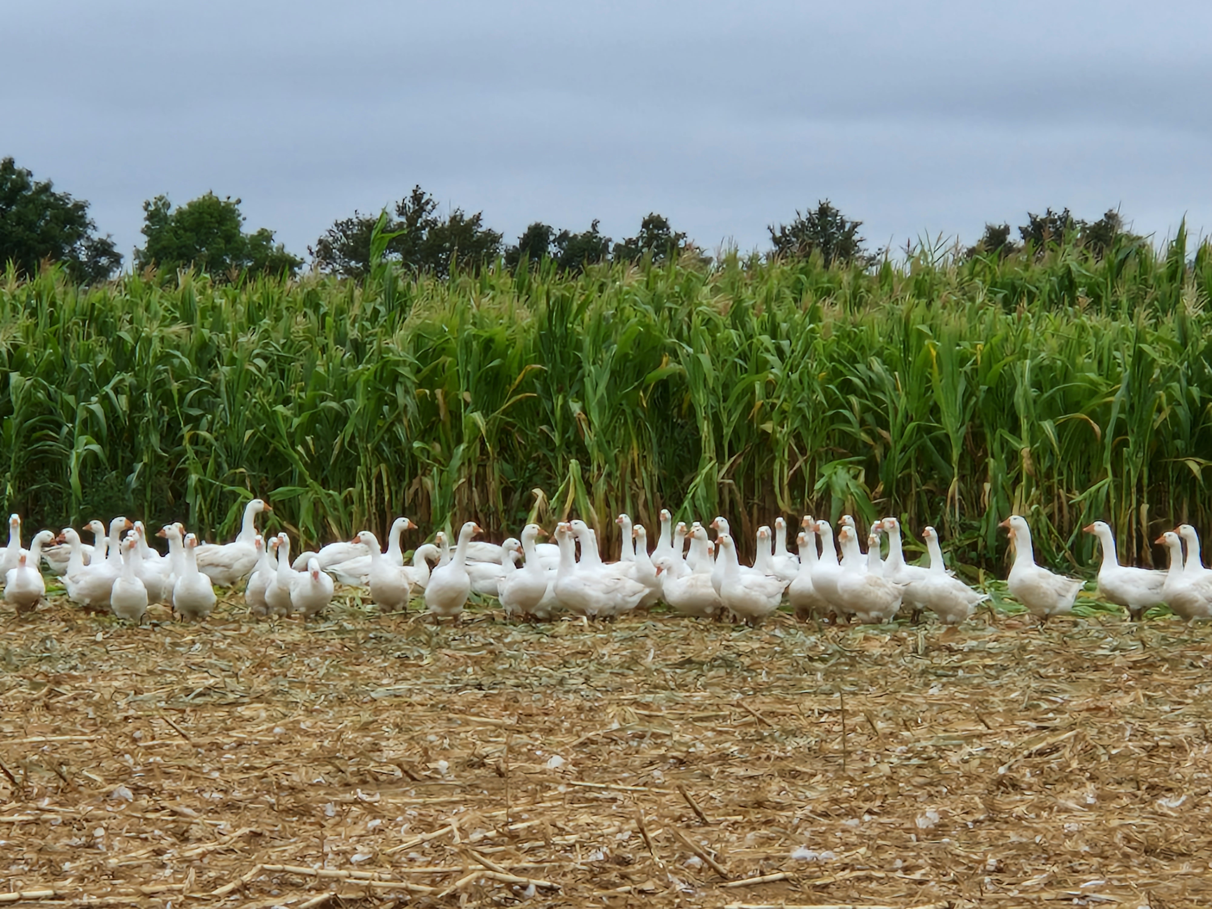Photo de GAEC VILLENEUVE