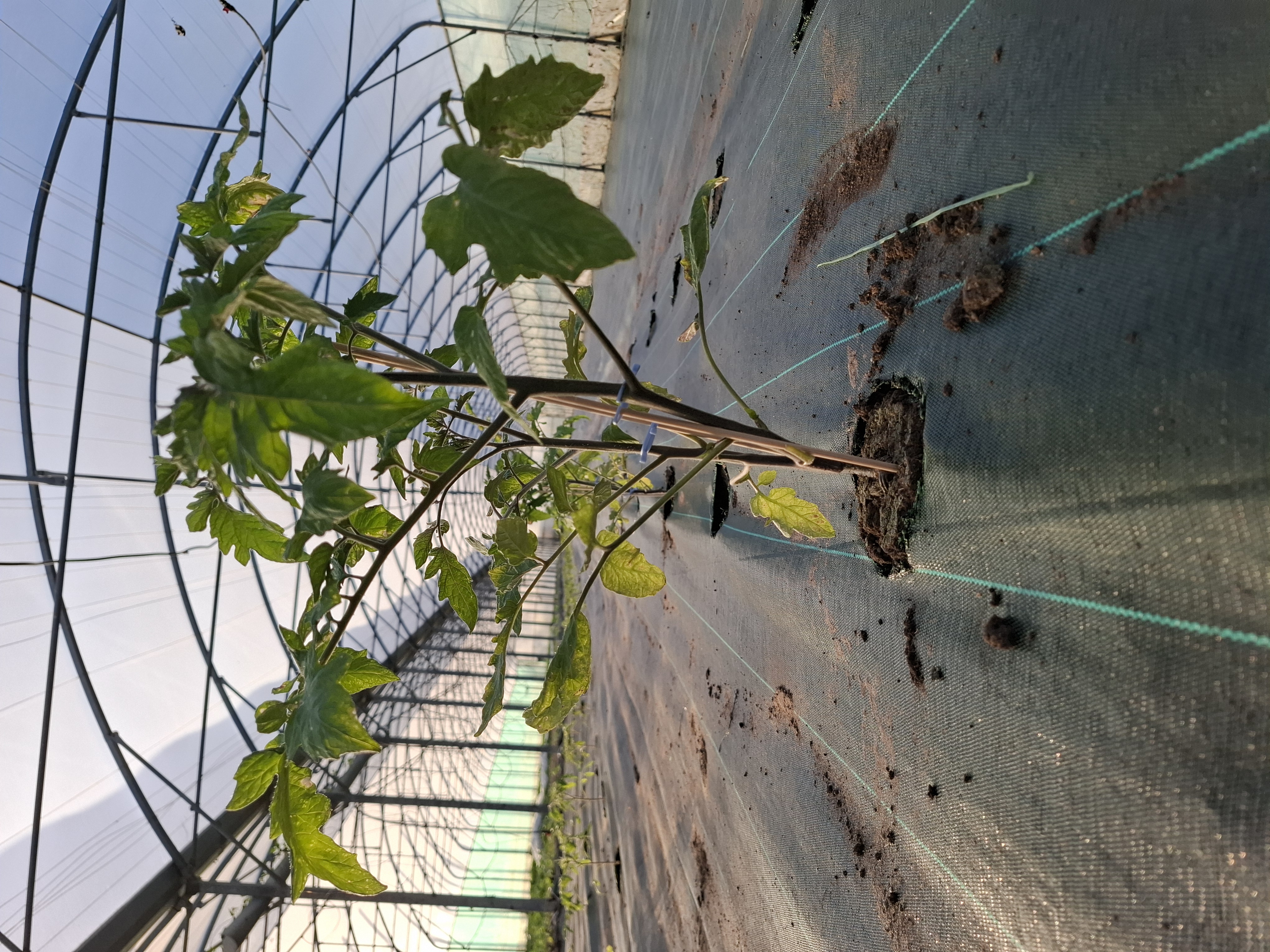 Photo de Le petit coin bio