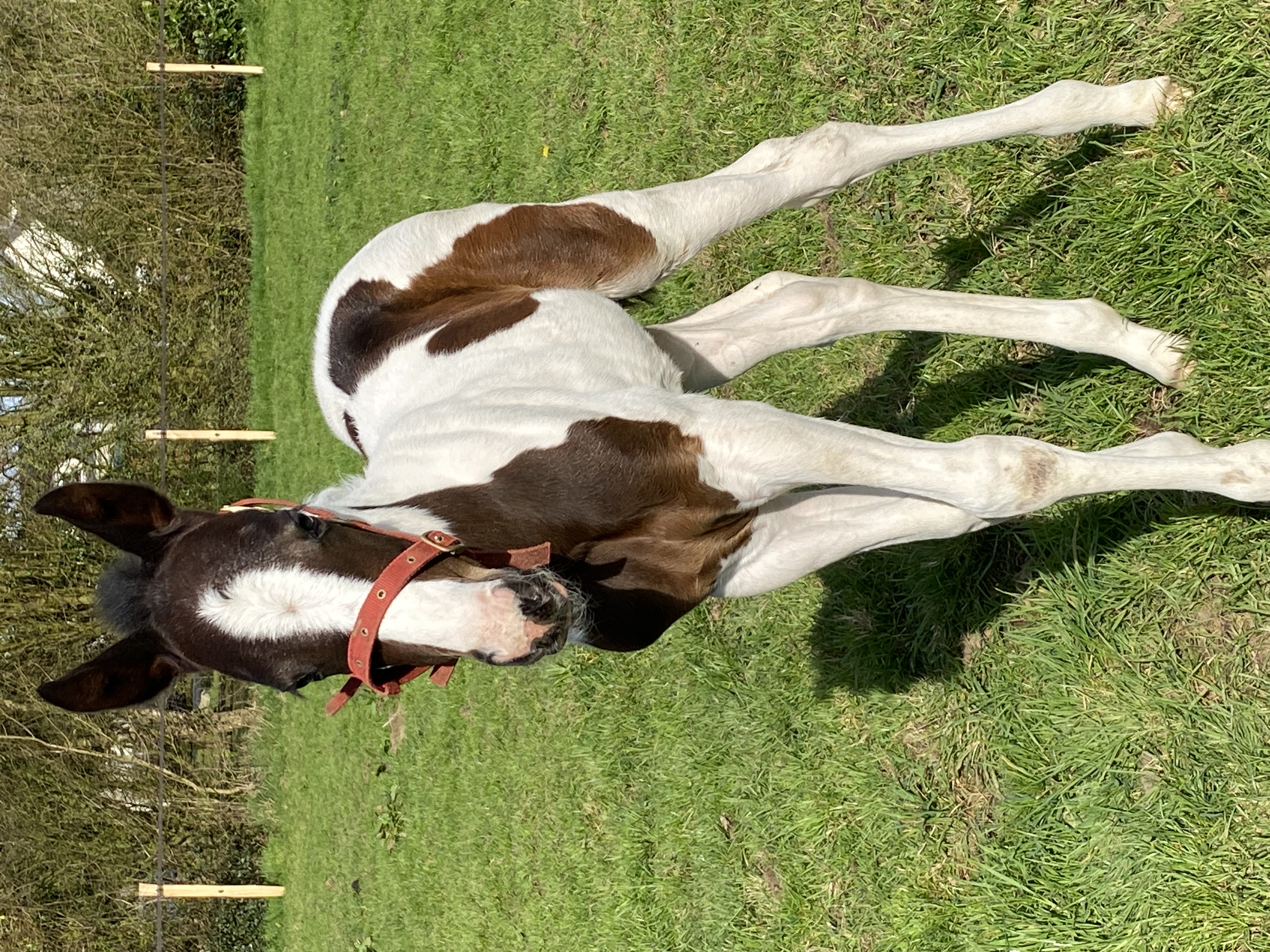 Photo de Visite de la ferme du Castelo