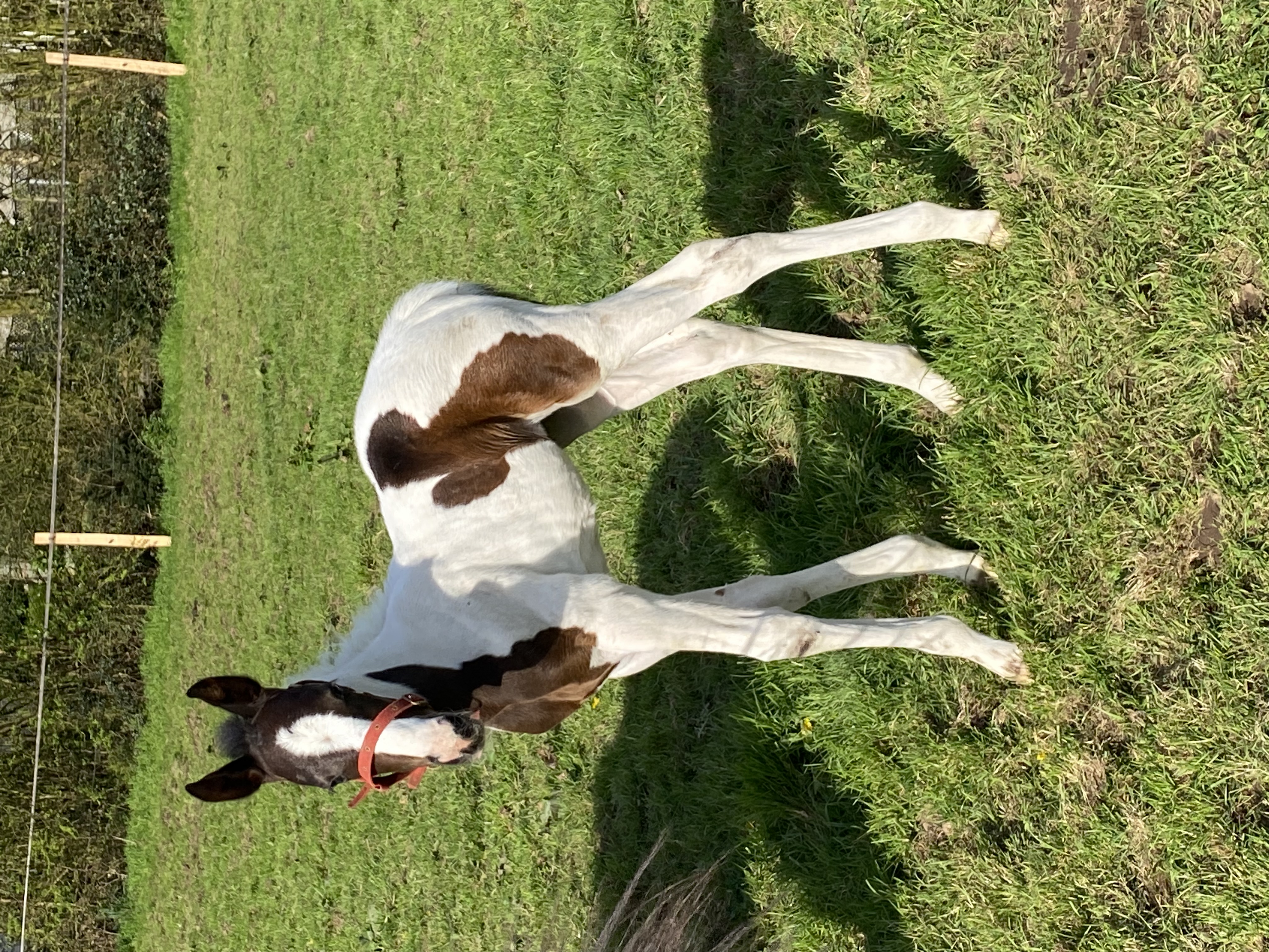 Photo de Gaec du Castelo