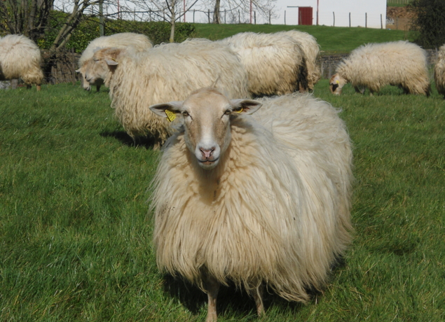 Photo de Gîte ARANTZETA