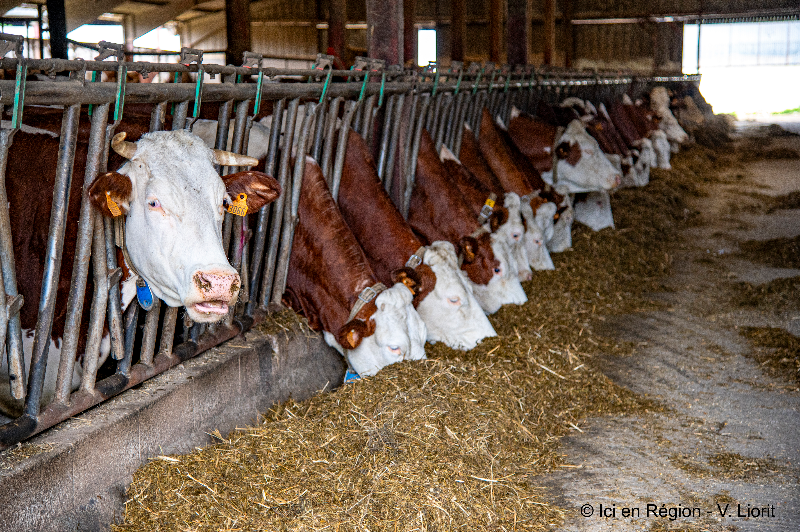 Photo de Visite de la ferme