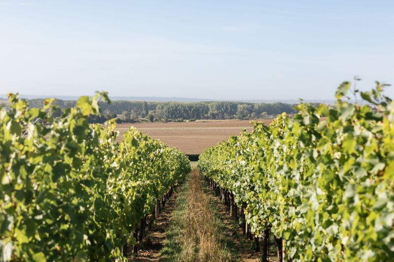 Photo de Visite guidée du domaine et dégustation