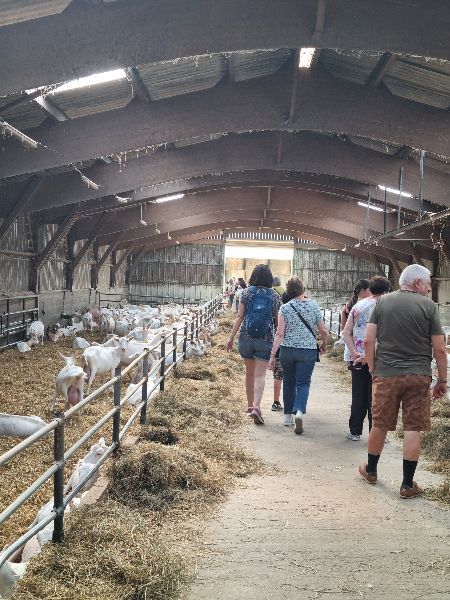 Photo de Traire les chèvres
