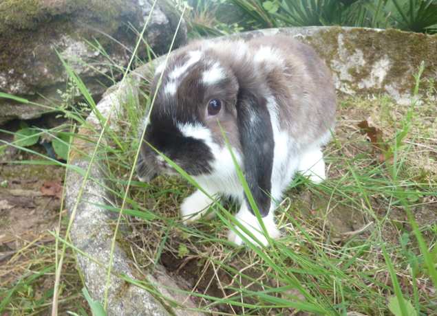 La P'tite ferme de Carole