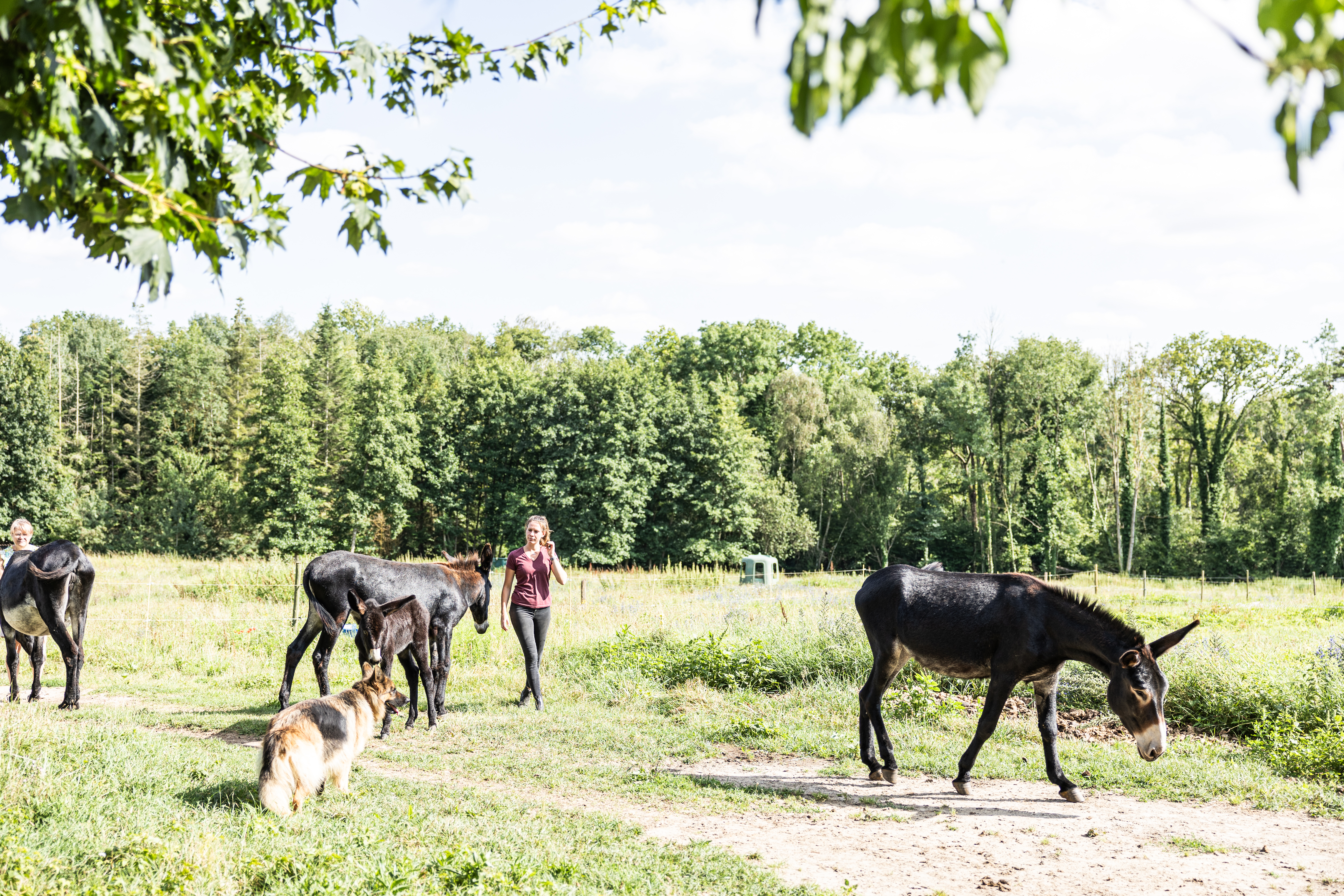 ASINERIE DE PES VITIS