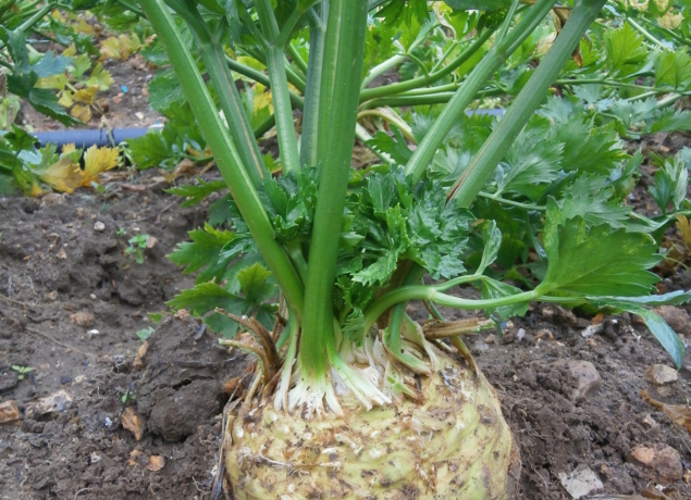 Photo de MAURICE DE POINCY