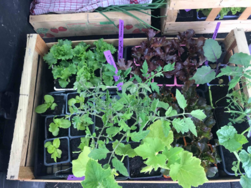 Photo de atelier semis de printemps