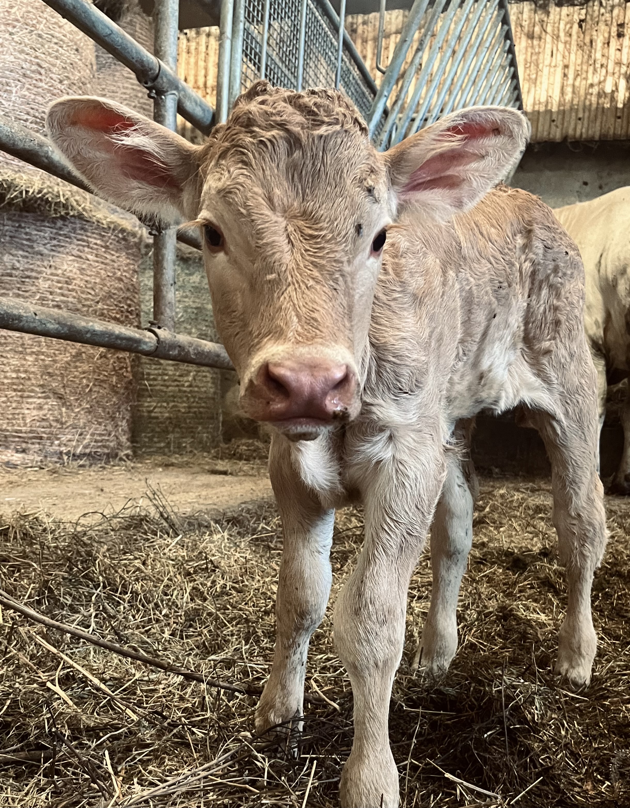 Photo de Ferme Salthun - Argui’Bêl
